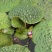 芡实种子鸡头果水生植物鸡头实鸿头鸿头鸡头米种子