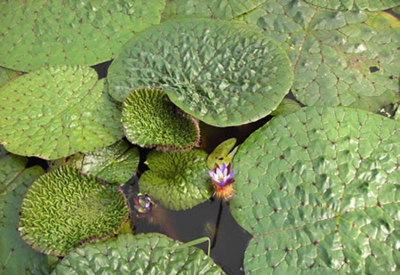 芡实种子鸡头果水生植物鸡头实鸿头鸿头鸡头米种子