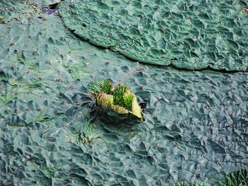 芡实种子鸡头果水生植物鸡头实鸿头鸿头鸡头米种子