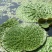芡实种子鸡头果水生植物鸡头实鸿头鸿头鸡头米种子