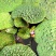 芡实种子鸡头果水生植物鸡头实鸿头鸿头鸡头米种子