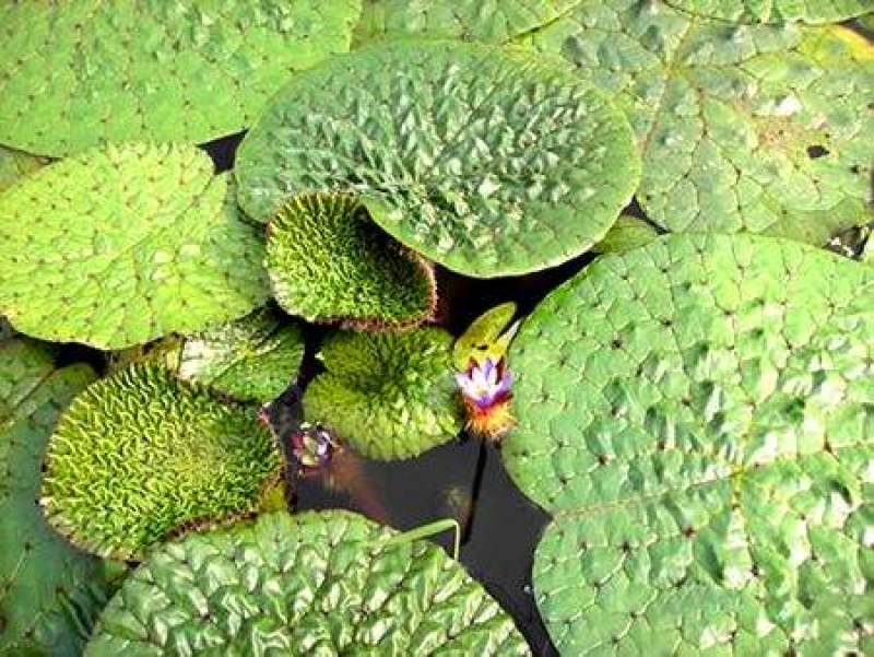 芡实种子鸡头果水生植物鸡头实鸿头鸿头鸡头米种子