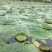 芡实种子鸡头果水生植物鸡头实鸿头鸿头鸡头米种子