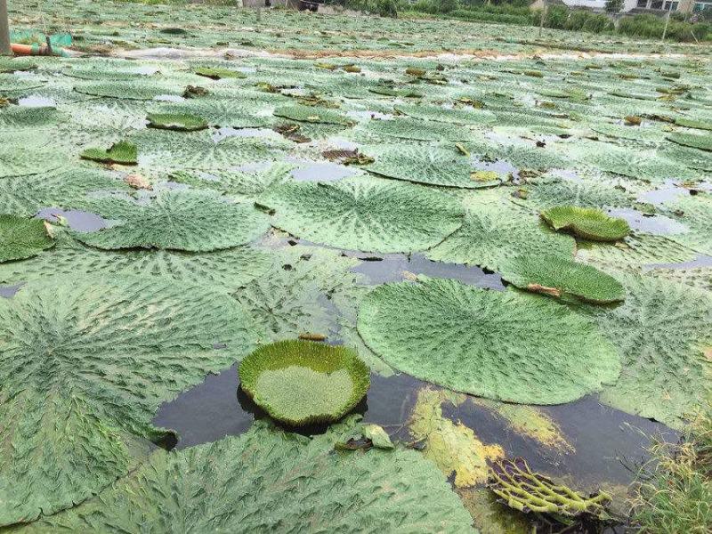 芡实种子鸡头果水生植物鸡头实鸿头鸿头鸡头米种子