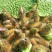 芡实种子鸡头果水生植物鸡头实鸿头鸿头鸡头米种子