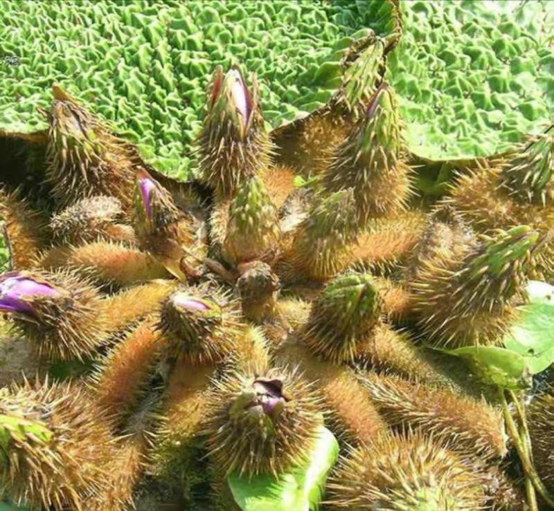 芡实种子鸡头果水生植物鸡头实鸿头鸿头鸡头米种子