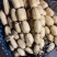 湖北早藕莲藕鄂莲6号9号大量上市产地直发质量保证
