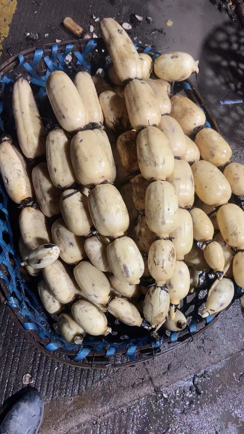 湖北早藕莲藕鄂莲6号9号大量上市产地直发质量保证