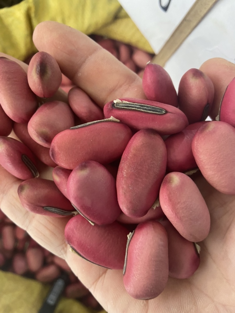 刀豆中药材刀豆子红刀豆红皮刀豆天然刀豆籽大刀豆