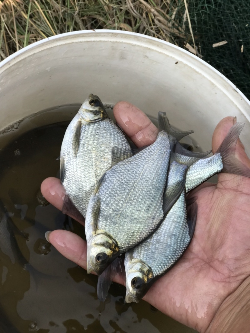 鳊鱼苗