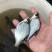 鳊鱼苗