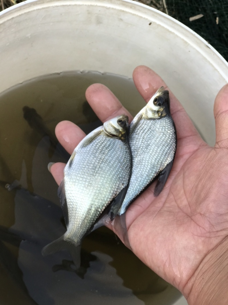 鳊鱼苗