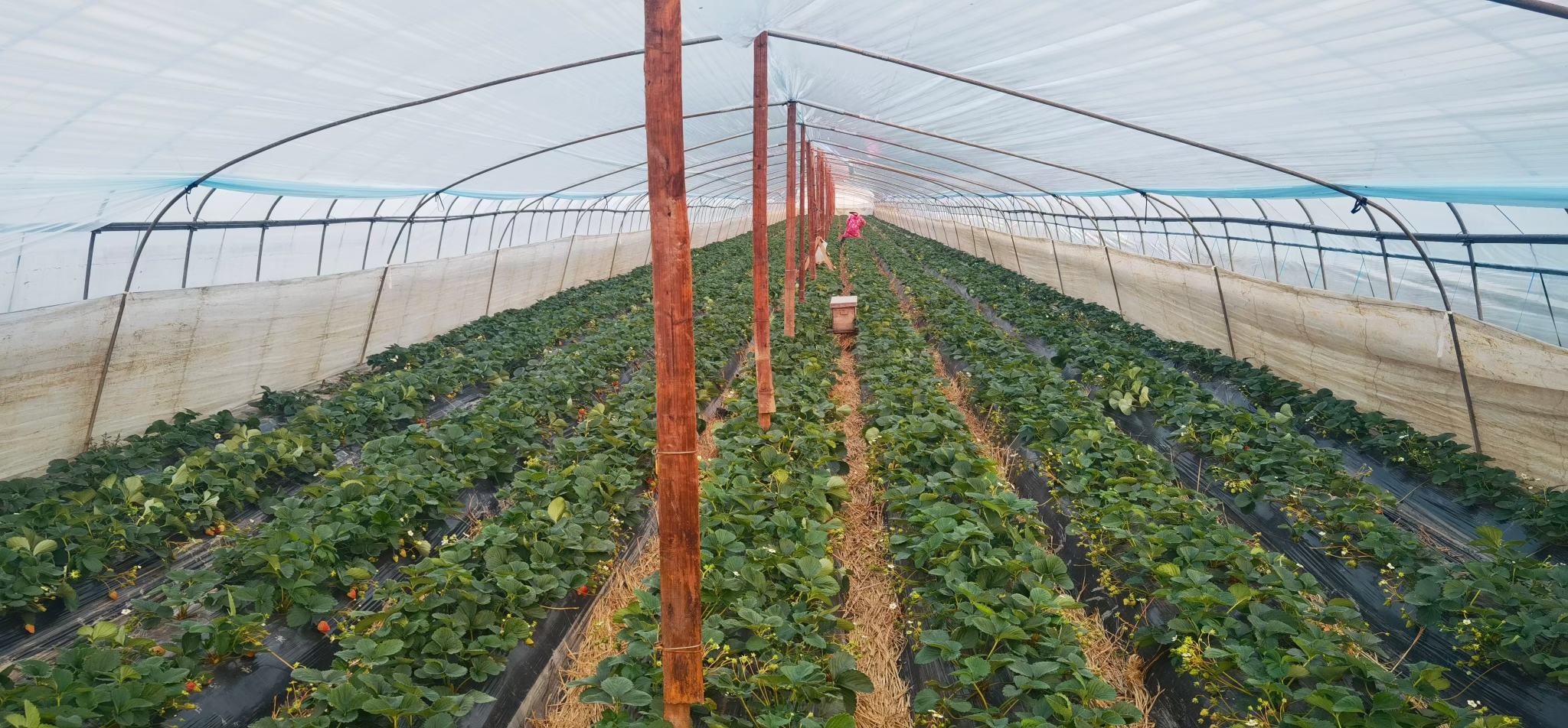 草莓冬季温室栽培