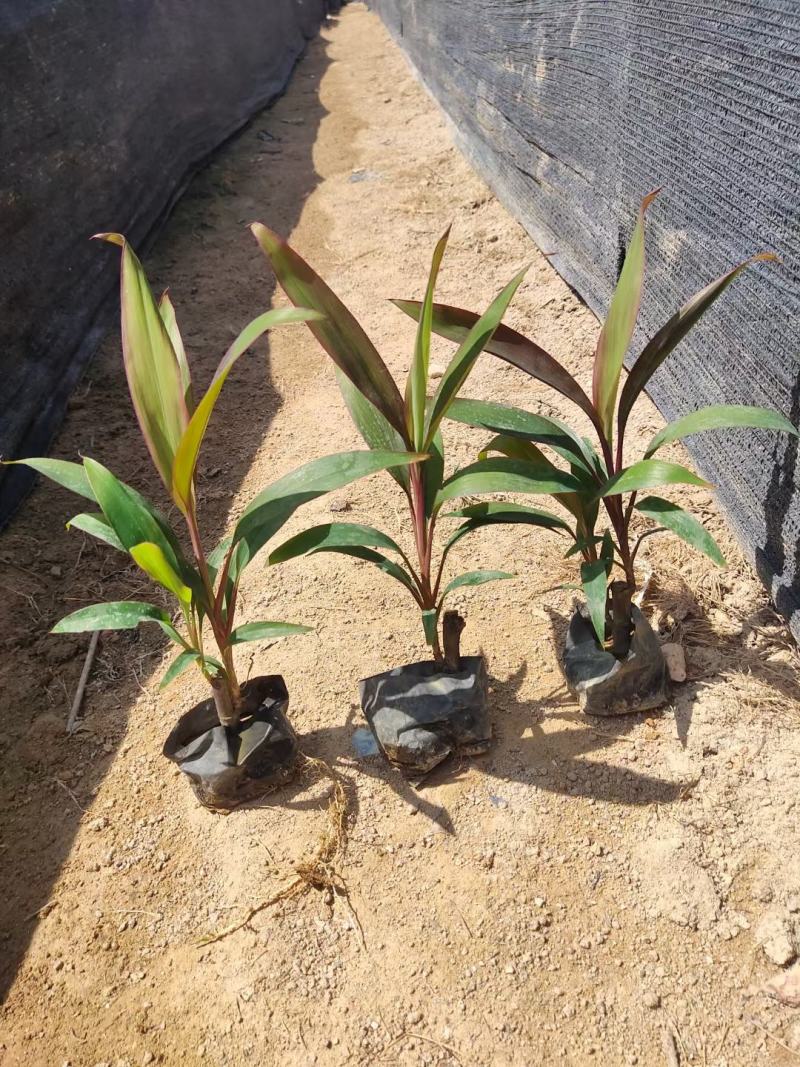 朱蕉/福建漳州朱蕉苗场供应，各类地被苗绿化苗欢迎采购