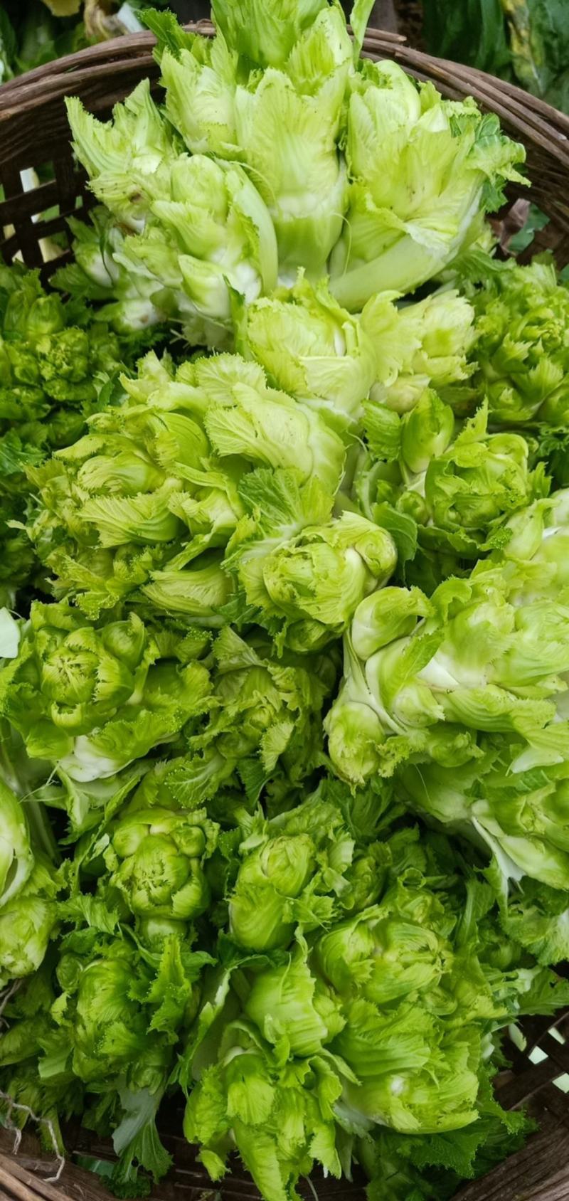精品儿菜，百亩基地，等你炸单