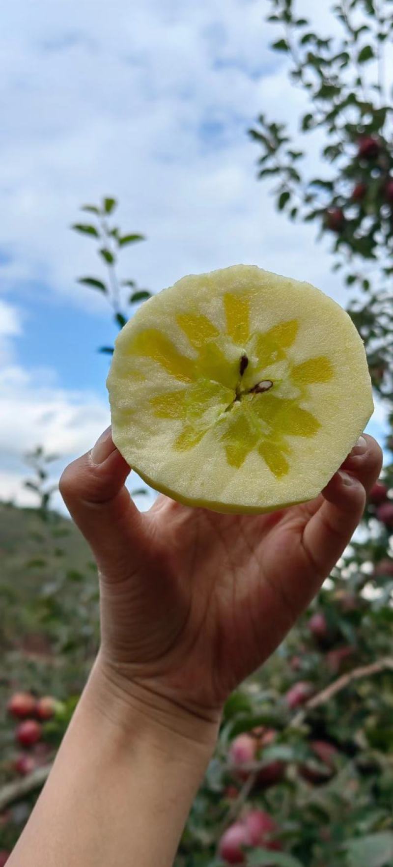 云南昭通冰糖心苹果，全国代购代发。