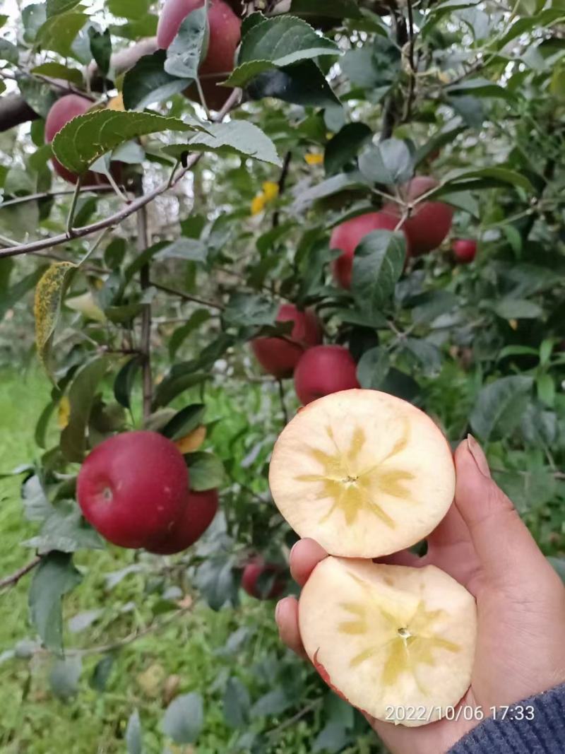 云南昭通冰糖心苹果，全国代购代发。