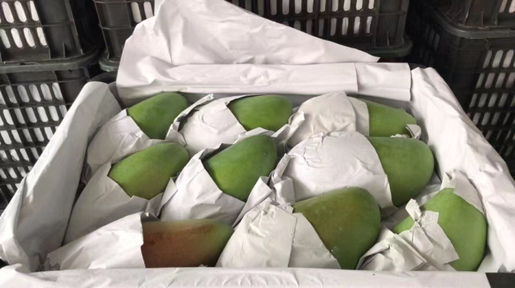 大青芒出口装箱现场