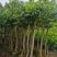 甜橄榄树苗，广东橄榄树，一手货源，广东发货带土带叶