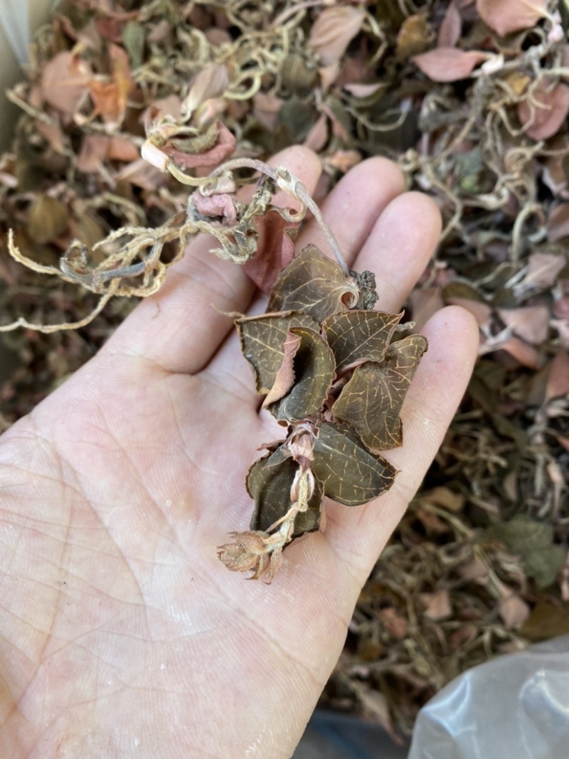 福建小叶仿野生金线莲干品，产地直发，稀缺品种