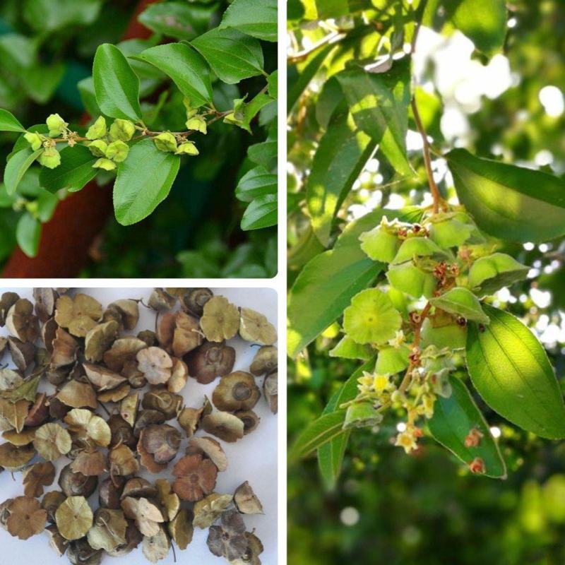 造刺树种子马甲子鸟不站铁篱笆带刺植物围墙篱笆防盗围墙