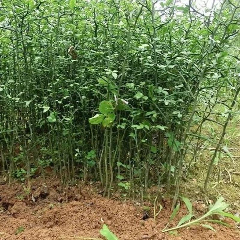 造刺树种子马甲子鸟不站铁篱笆带刺植物围墙篱笆防盗围墙