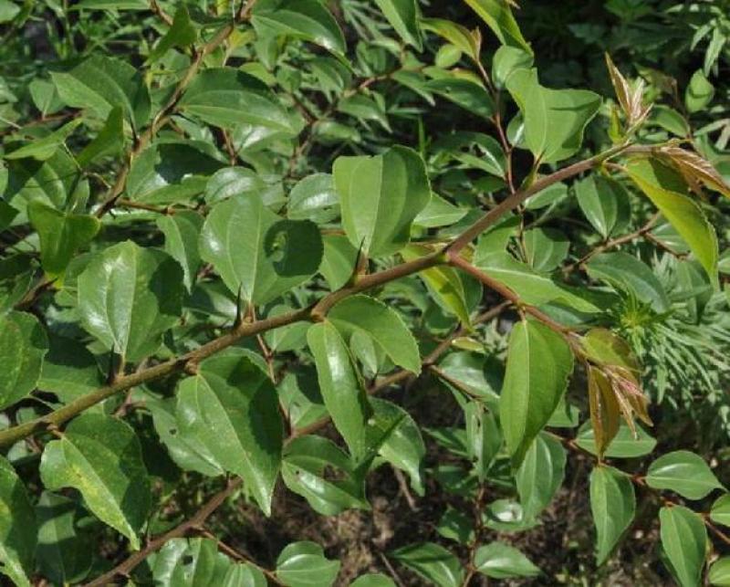 造刺树种子马甲子鸟不站铁篱笆带刺植物围墙篱笆防盗围墙