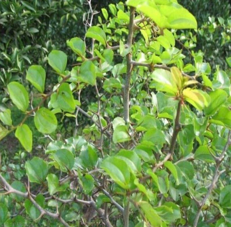 造刺树种子马甲子鸟不站铁篱笆带刺植物围墙篱笆防盗围墙