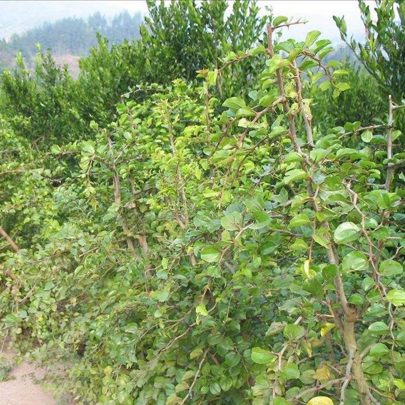 造刺树种子马甲子鸟不站铁篱笆带刺植物围墙篱笆防盗围墙
