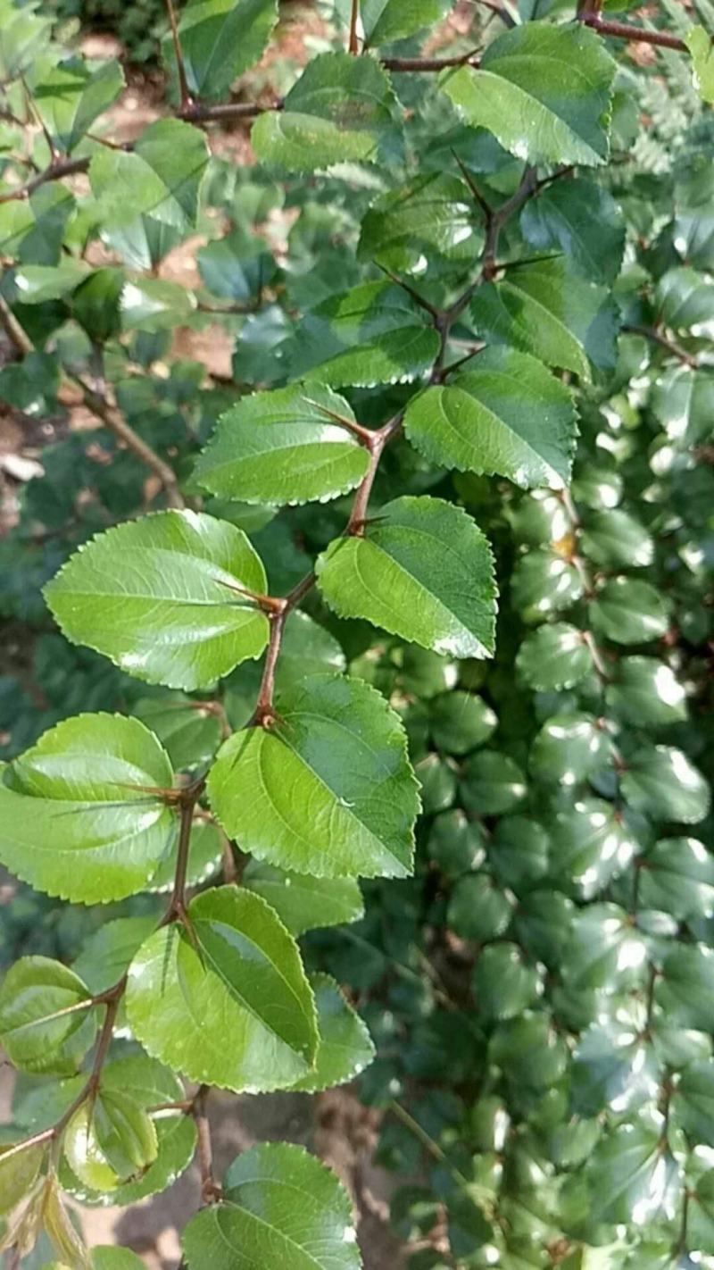 造刺树种子马甲子鸟不站铁篱笆带刺植物围墙篱笆防盗围墙