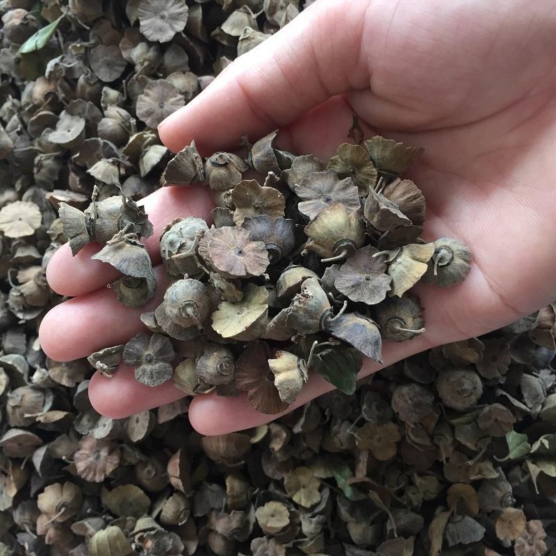 造刺树种子马甲子鸟不站铁篱笆带刺植物围墙篱笆防盗围墙