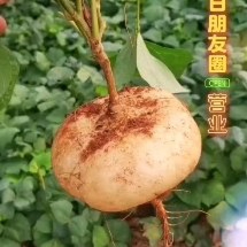 凉薯《白地瓜》广东徐闻凉薯清甜可口货源充足