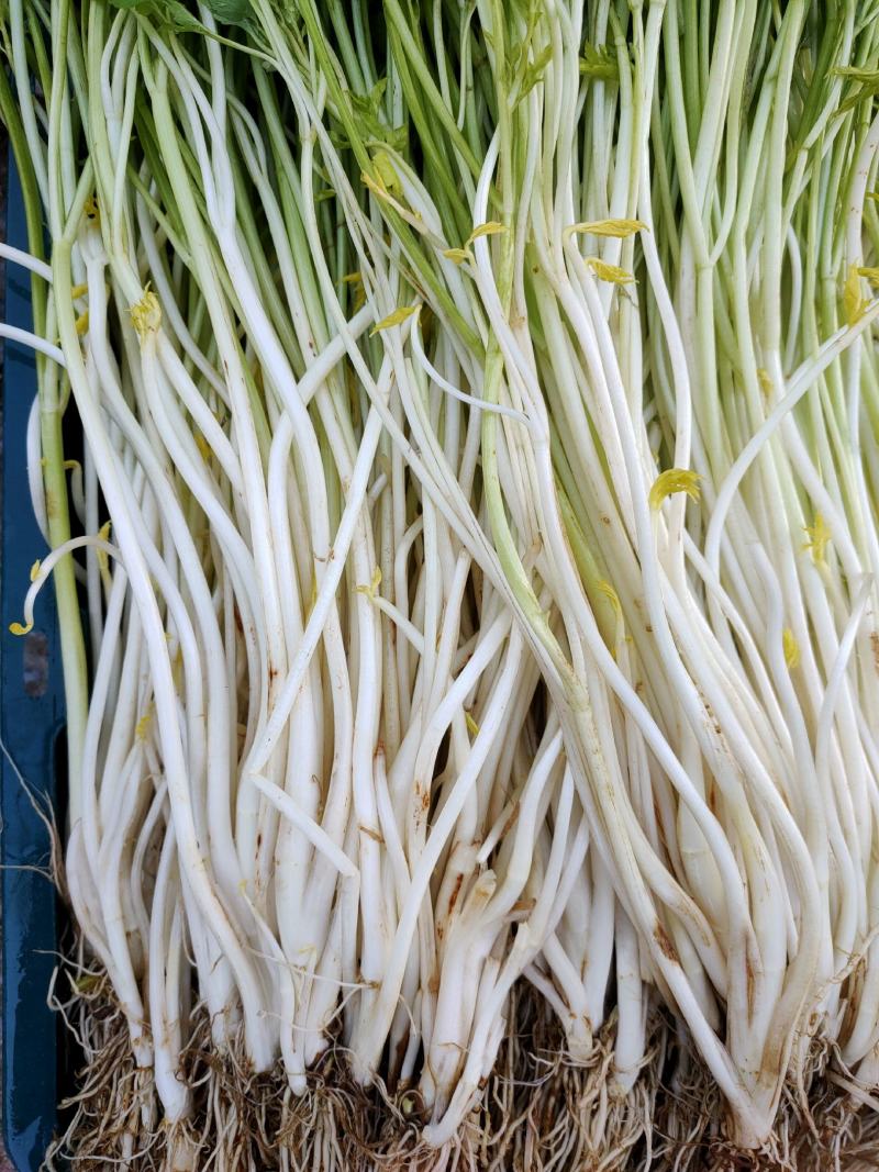 白芹安徽白芹石牌白芹种植基地传统人工土壅栽培