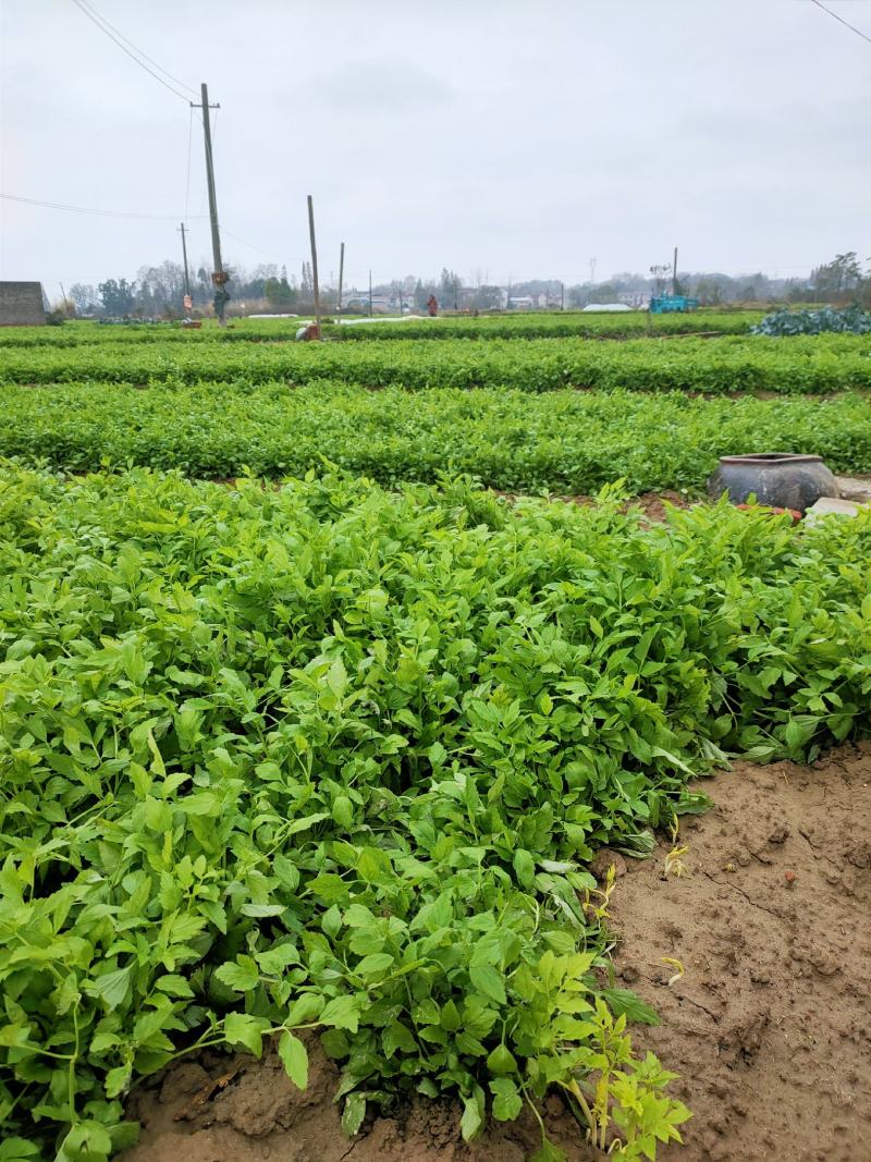 白芹安徽白芹石牌白芹种植基地传统人工土壅栽培