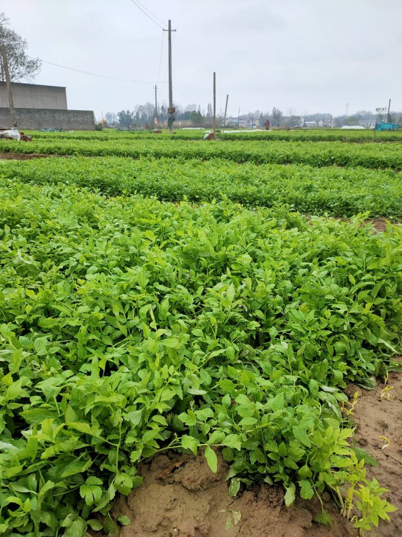 白芹安徽白芹石牌白芹种植基地传统人工土壅栽培