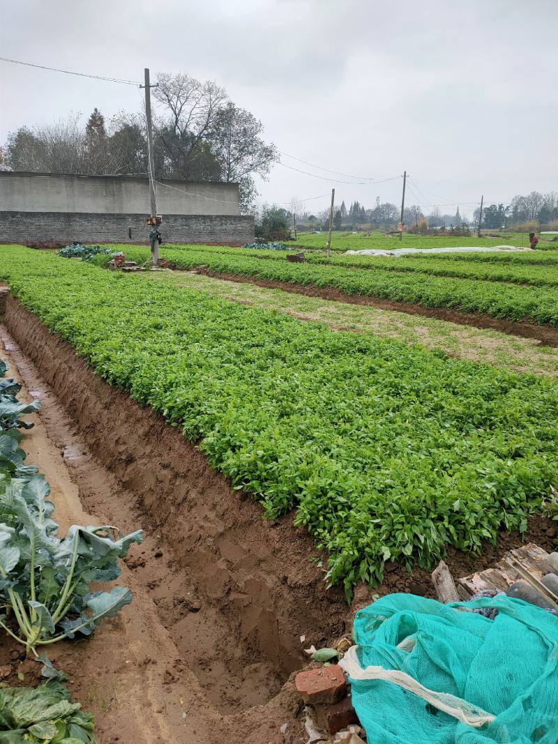 白芹安徽白芹石牌白芹种植基地传统人工土壅栽培