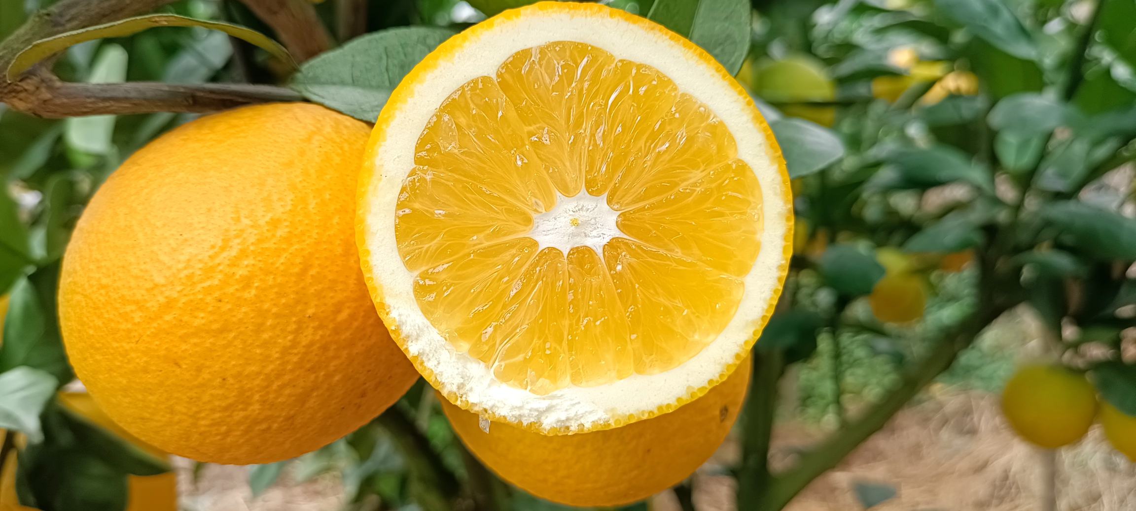 红心脐橙冬季防寒管理