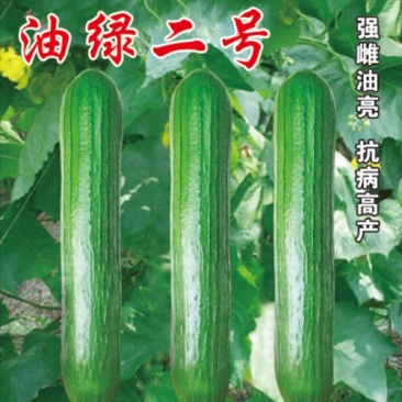 油亮丝瓜种子油绿二号翠绿油亮瓜长28厘米顺直高产