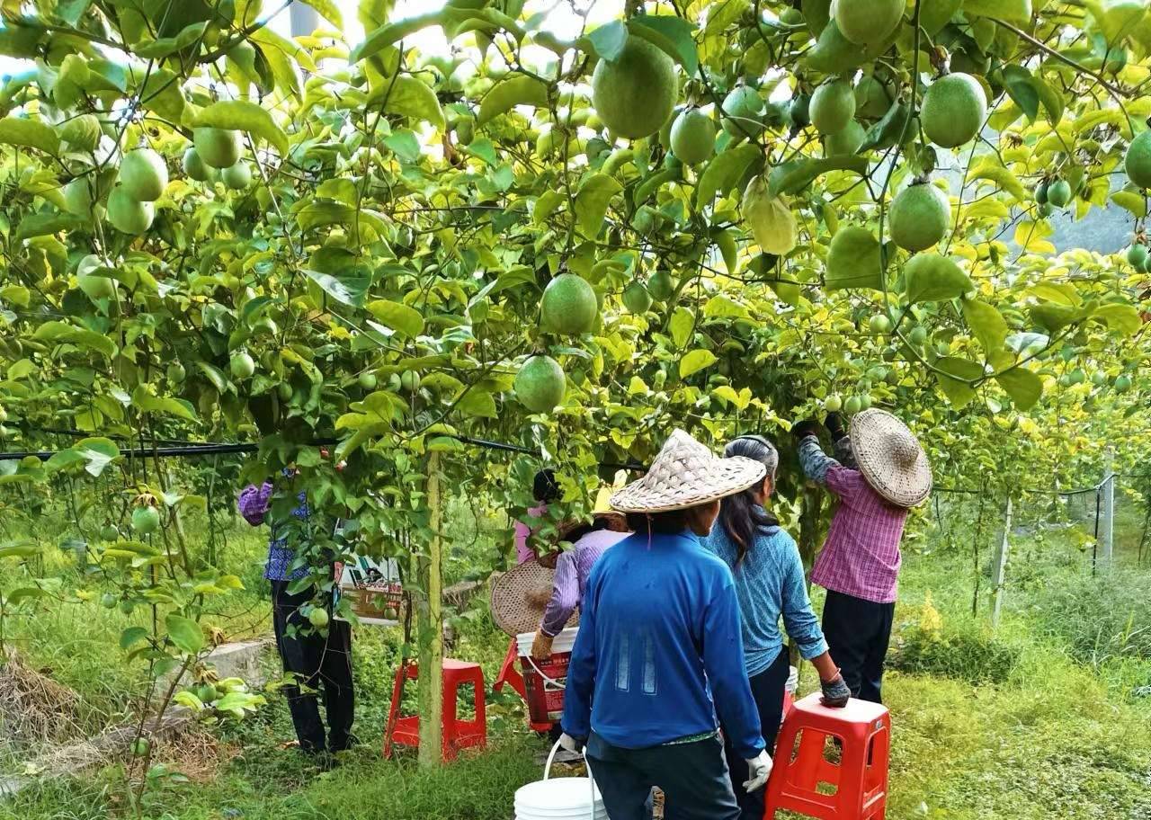 黄金百香果采摘场景