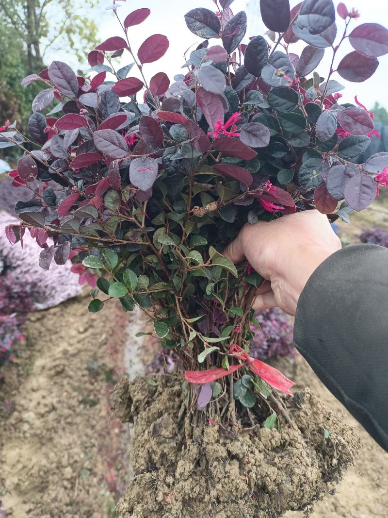 红花继木