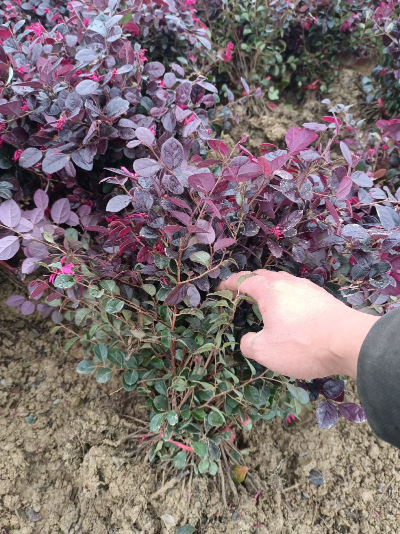 红花继木