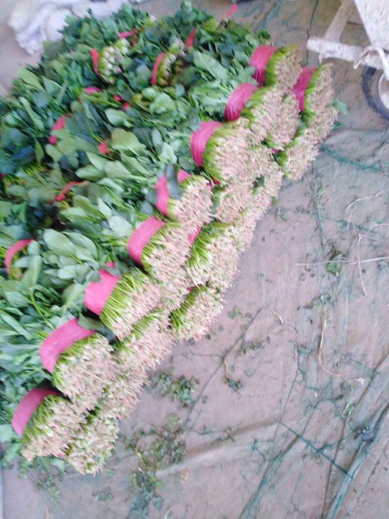 大叶菠菜，商超直供，代发全国各地，欢迎合作！