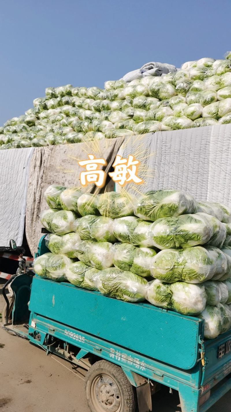 焦作博爱秦白二号圆白菜鸡腿白菜6斤左右叶片绿个头均匀