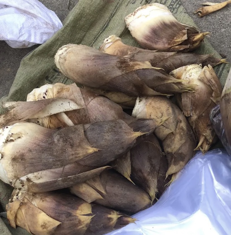 浙江临安桐庐毛笋干雷笋干羊毛笋干老鸭煲500g