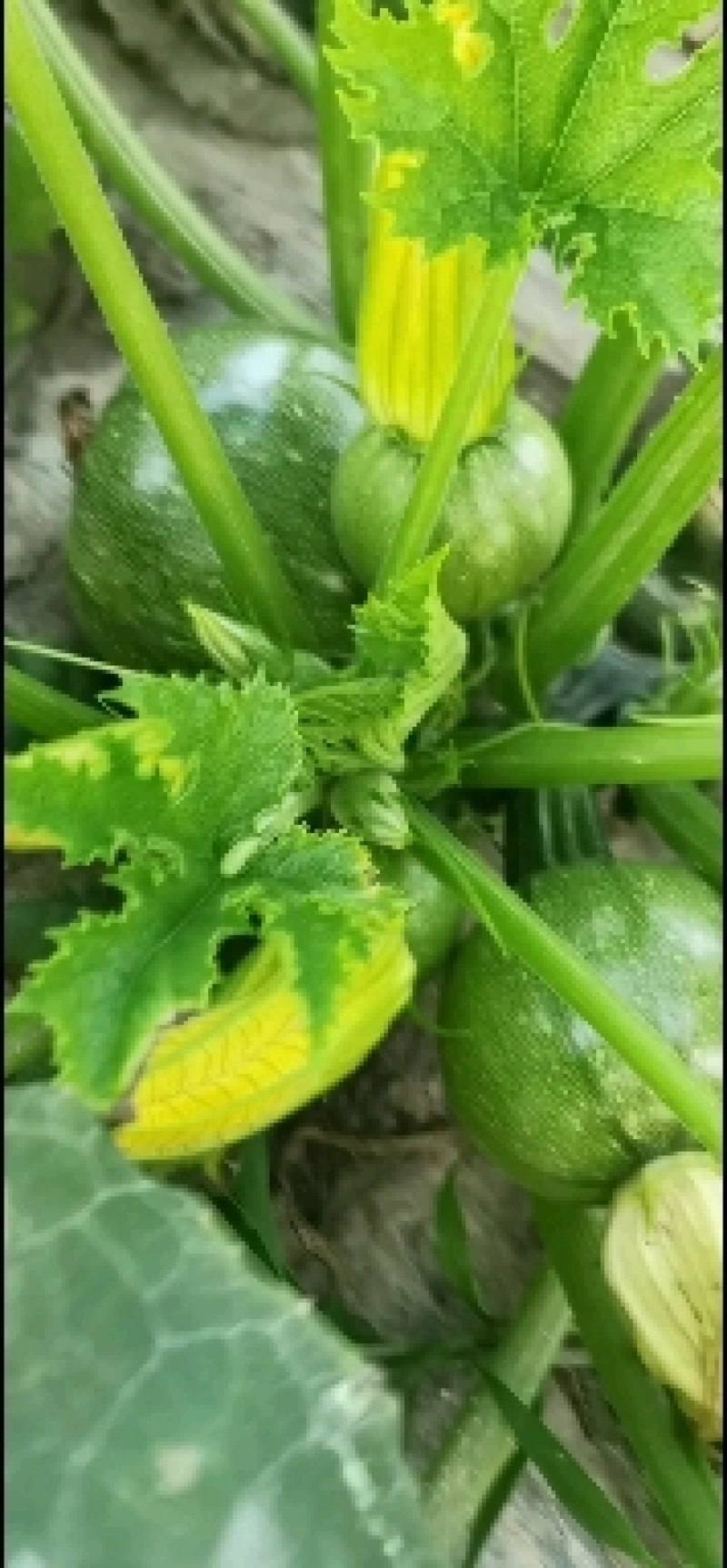 圆西葫芦种子麒麟早熟节节有瓜油亮硬度好产量高抗病