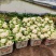 【花菜】四川松花菜白面青梗有机菜花大量供应对接市场电商