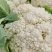 【花菜】四川松花菜白面青梗有机菜花大量供应对接市场电商