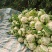 【花菜】四川松花菜白面青梗有机菜花大量供应对接市场电商