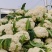 【花菜】四川松花菜白面青梗有机菜花大量供应对接市场电商