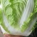 大量大白菜精品，欢迎老板采购！